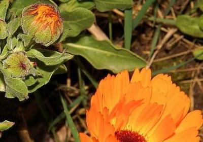 胖组词有哪些词语(推荐41句)