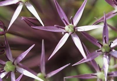 绿在后面的词语(共10句)