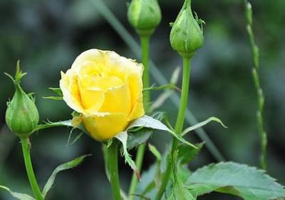 继组词有哪些词语(实用51句)