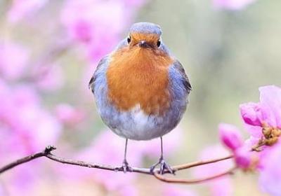 胖的词语有哪些(优选60句)