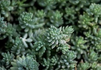 藕能组什么词语(41句) 藕能组什么词语(41句)