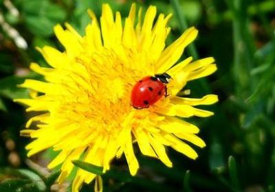 虫子旁的词语有哪些(合集10句)