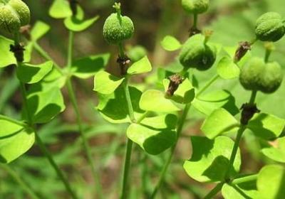 表扬老师敬业的词语(40句)