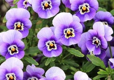 表示没有办法的词语(合集10句)