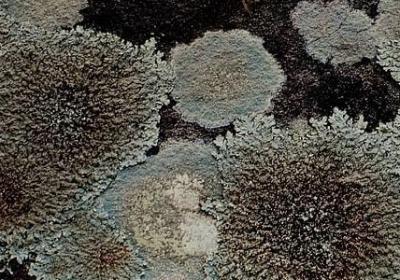 表明什么 词语搭配(热门10句)