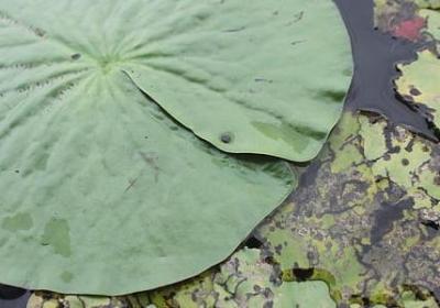 词语接龙500条(通用80句)