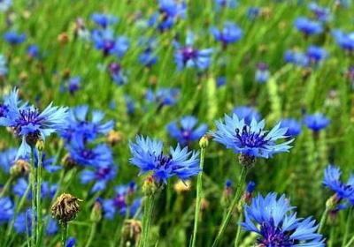 赞美女人贤惠的词语(优选40句)