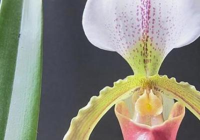 避的多音字组词语(共40句)