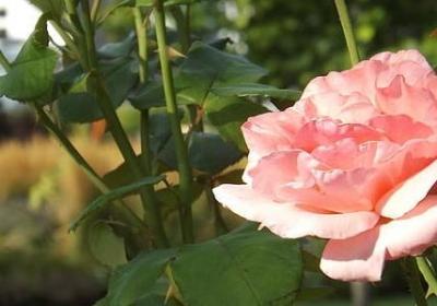 民族自信的名言(汇总70句) 民族自信的名言(汇总70句)