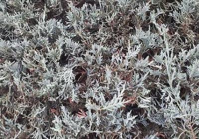 爱岗敬业名言警句(精选40句)