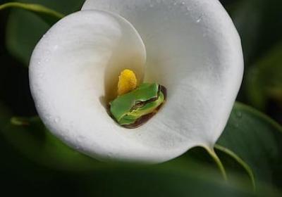 有理想的名言(实用80句)