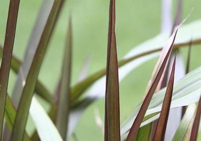 欧洲名人名言(共98句)