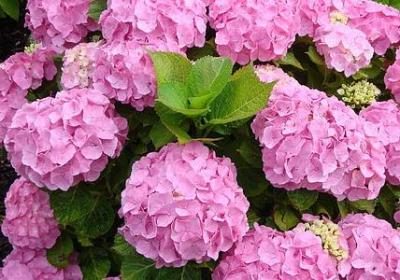 有关集体的名言(汇总100句) 有关集体的名言(汇总100句)