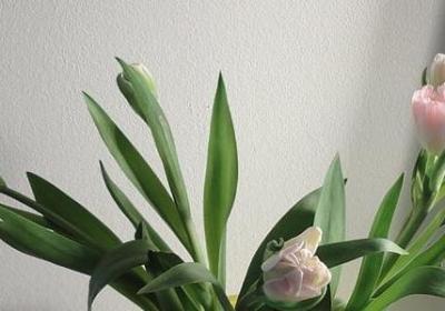 火影忍者名言(20句)