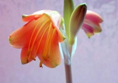 特蕾莎修女的名言(热门74句)