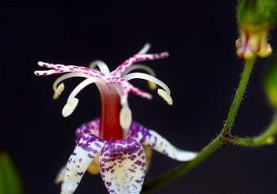 比企谷八幡名言(推荐50句)