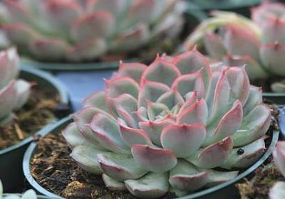 矛盾的名言名句(热门50句)