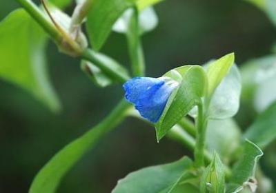 父爱名言简短(汇总50句)