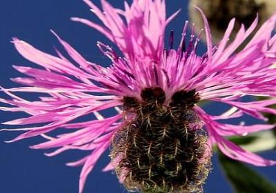 有礼貌的名言(汇总40句)