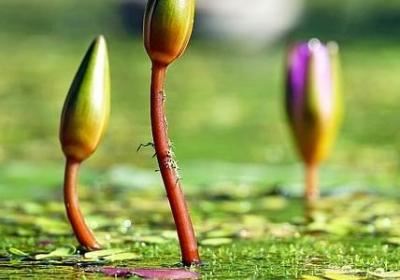 王阳明的名言名句(实用80句)