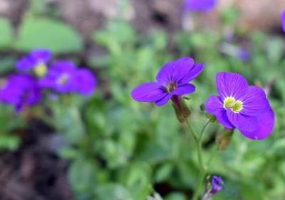 留心观察的名言(共100句)