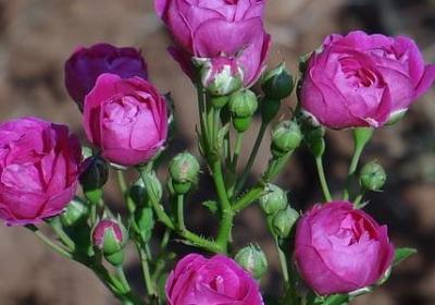 激励学生的名言警句(精选60句)