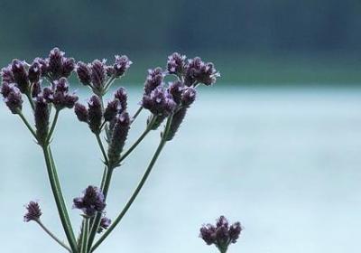 李小龙的名言(精选80句)