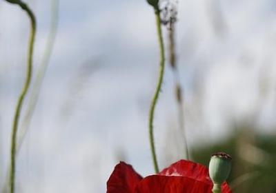 柏拉图爱情名言(通用50句) 柏拉图爱情名言(通用50句)