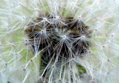 春的四个字的词语(实用49句)