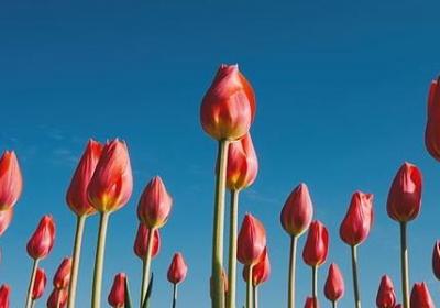 春开头的词语(精选39句)