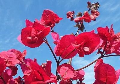 梧组词有哪些词语(通用11句)