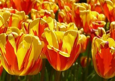 末能组什么词语(汇总60句)