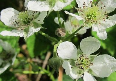 歌唱二小放牛郎的词语(合集20句)