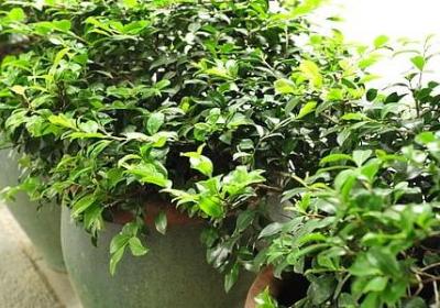 点点头这样的词语(必备70句)