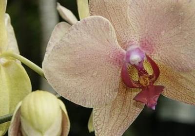 演的拼音组词语(20句)