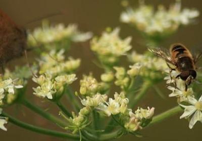 泰组词语和拼音(合集60句)