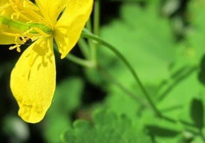 照样子写词语一心一意(必备41句)