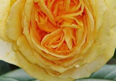 测组词语有哪些(共41句)