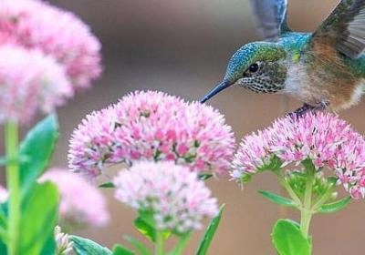 玉液琼浆词语接龙(合集80句)