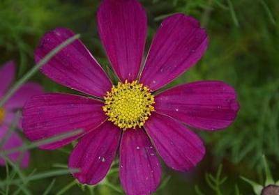 沁园春雪课后词语(必备9句)