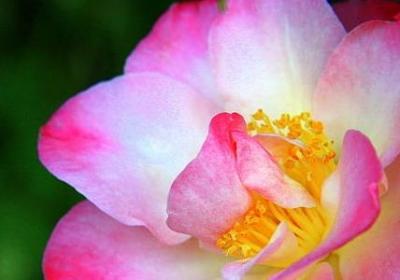 父爱母爱的词语(通用40句)