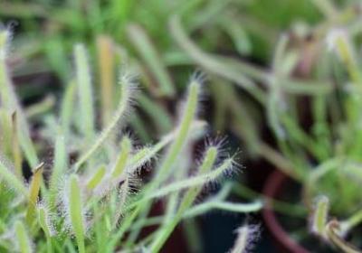 脂可以组什么词语(通用20句) 脂可以组什么词语(通用20句)