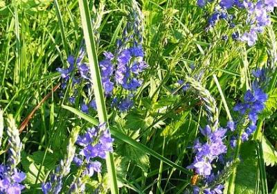 粘能组什么词语(优选61句)