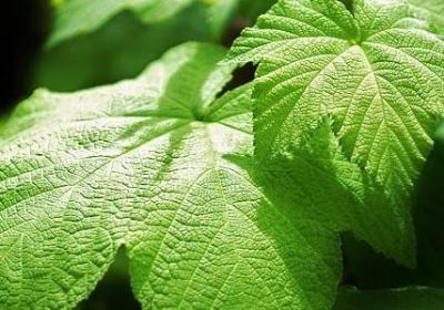 育组词语有哪些(共51句)