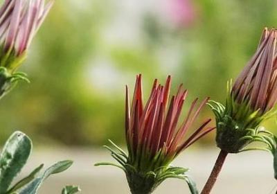 罗怎么组词语(优选60句)