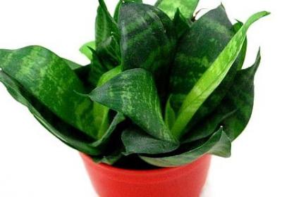 而组词语有哪些(精选51句)