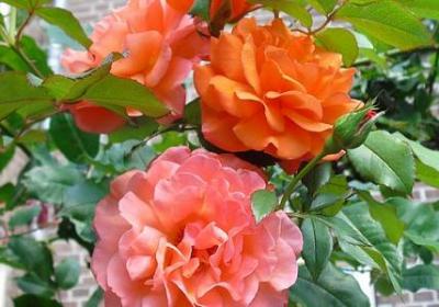 表示矛盾的词语(80句)