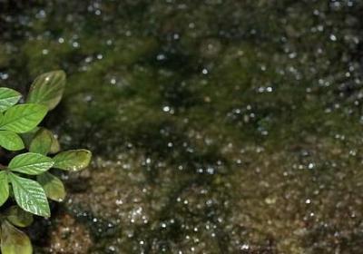 蜘蛛的蜘能组什么词语(推荐51句) 蜘蛛的蜘能组什么词语(推荐51句)