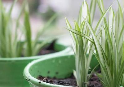 莞怎么组词语(50句)