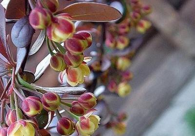 茏能组什么词语(实用52句)